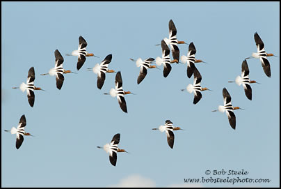 American Avocet (Recurvirostra americana)