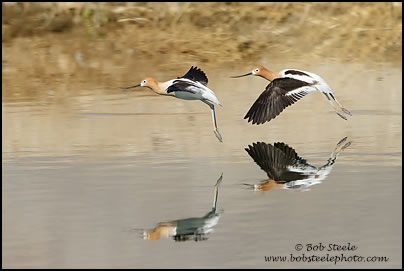 American Avocet (Recurvirostra americana)
