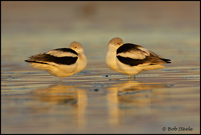 American Avocet (Recurvirostra americana)