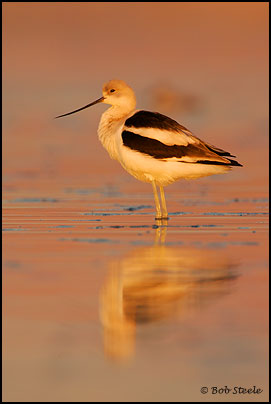 American Avocet (Recurvirostra americana)