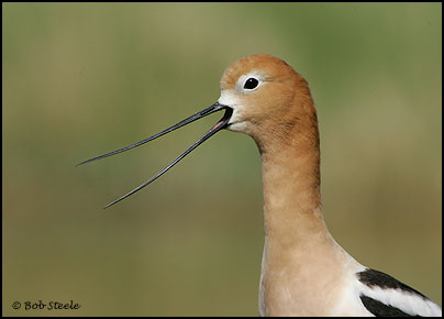 American Avocet (Recurvirostra americana)