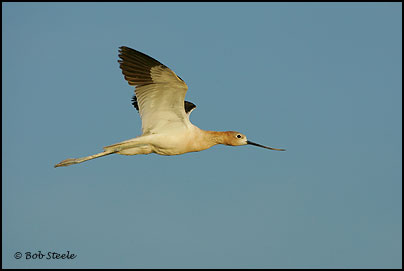 American Avocet (Recurvirostra americana)