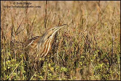 American Bittern (Botaurus lentiginosus)