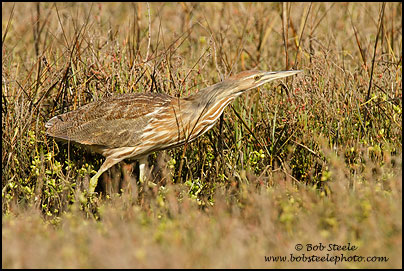 American Bittern (Botaurus lentiginosus)