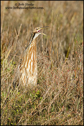 American Bittern (Botaurus lentiginosus)