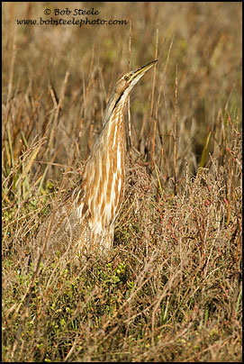 American Bittern (Botaurus lentiginosus)