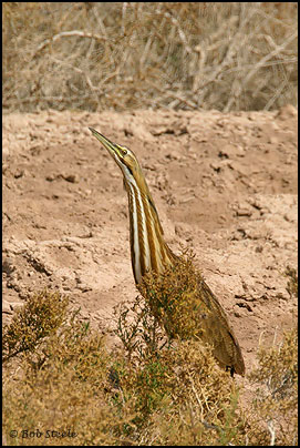 American Bittern (Botaurus lentiginosus)