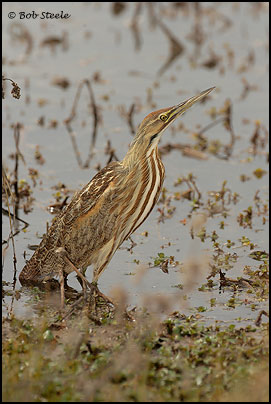 American Bittern (Botaurus lentiginosus)