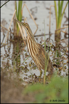 American Bittern (Botaurus lentiginosus)