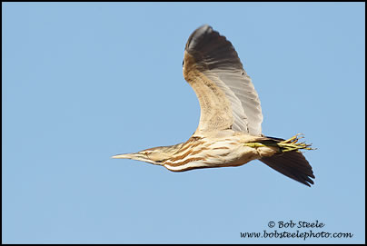 American Bittern (Botaurus lentiginosus)