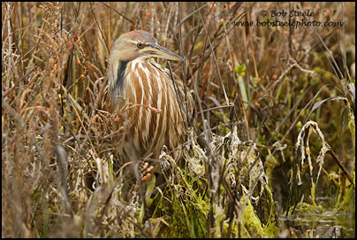 American Bittern (Botaurus lentiginosus)
