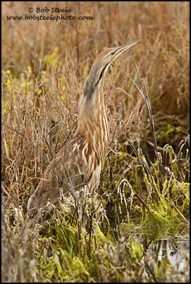 American Bittern (Botaurus lentiginosus)