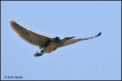 American Bittern (Botaurus lentiginosus)