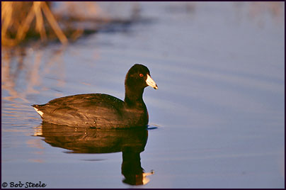 American Coot (Fulica americana)