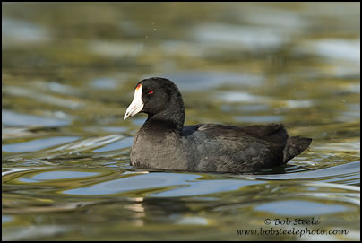 American Coot (Fulica americana)