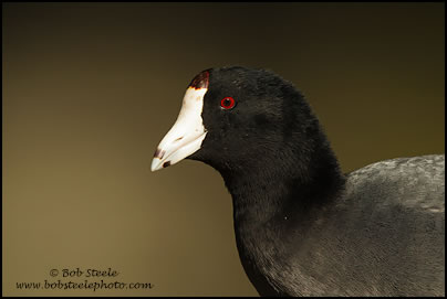 American Coot (Fulica americana)