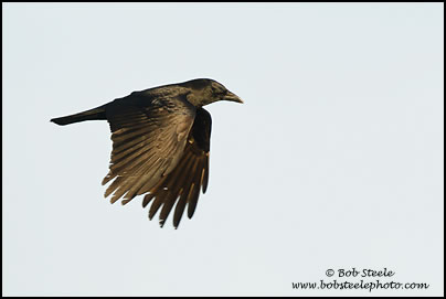 American Crow (Corvus brachyrhynchos)