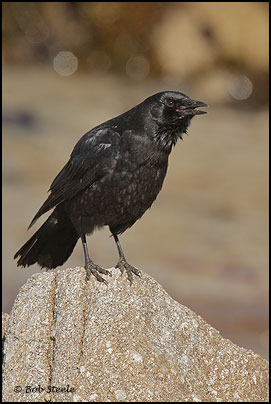 American Crow (Corvus brachyrhynchos)