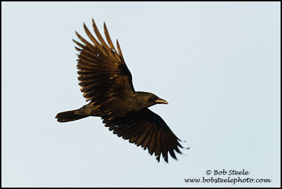 American Crow (Corvus brachyrhynchos)