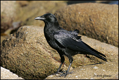 American Crow (Corvus brachyrhynchos)