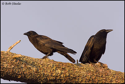 American Crow (Corvus brachyrhynchos)