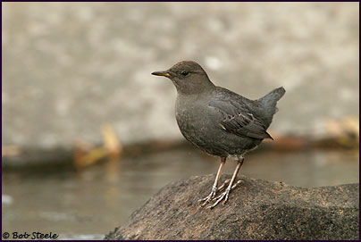 American Dipper (Cinclus mexicanus)