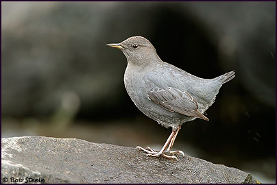 American Dipper (Cinclus mexicanus)
