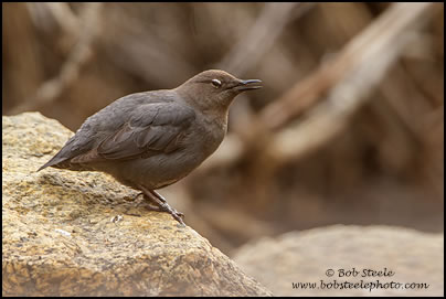 American Dipper (Cinclus mexicanus)