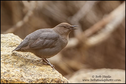 American Dipper (Cinclus mexicanus)