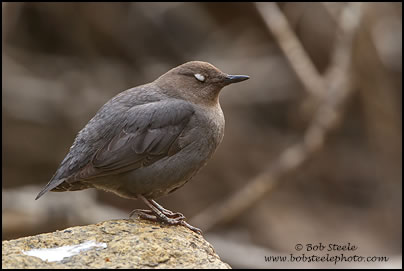 American Dipper (Cinclus mexicanus)