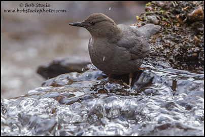 American Dipper (Cinclus mexicanus)