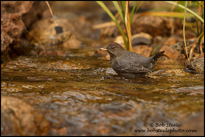 American Dipper (Cinclus mexicanus)