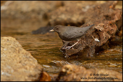 American Dipper (Cinclus mexicanus)