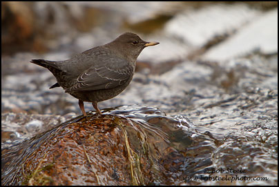American Dipper (Cinclus mexicanus)