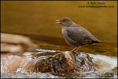 American Dipper (Cinclus mexicanus)