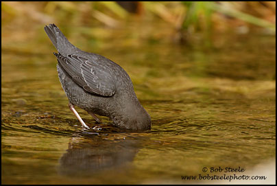 American Dipper (Cinclus mexicanus)
