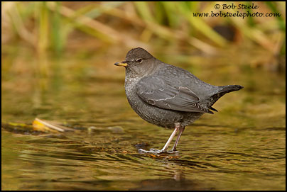 American Dipper (Cinclus mexicanus)