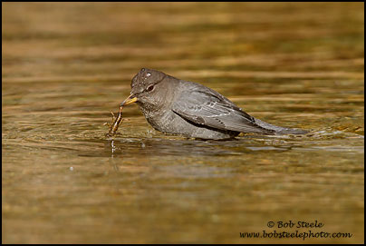 American Dipper (Cinclus mexicanus)