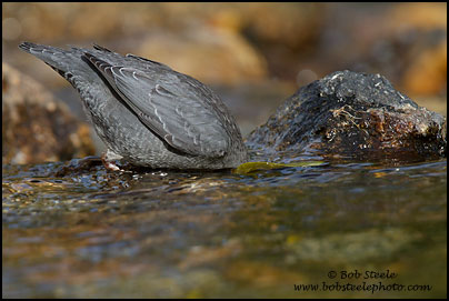 American Dipper (Cinclus mexicanus)