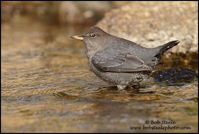 American Dipper (Cinclus mexicanus)