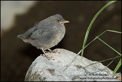 American Dipper (Cinclus mexicanus)