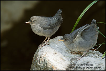 American Dipper (Cinclus mexicanus)