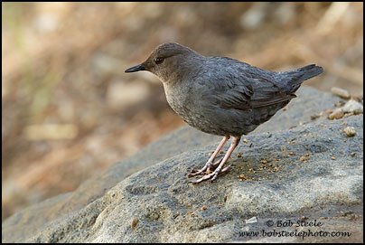 American Dipper (Cinclus mexicanus)