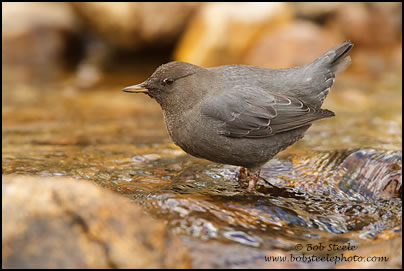 American Dipper (Cinclus mexicanus)