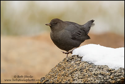 American Dipper (Cinclus mexicanus)