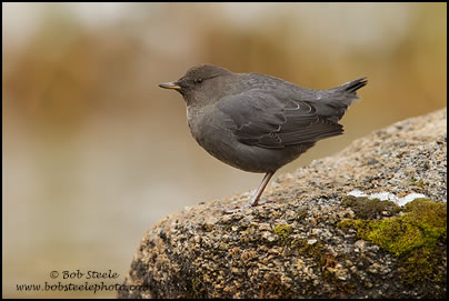 American Dipper (Cinclus mexicanus)