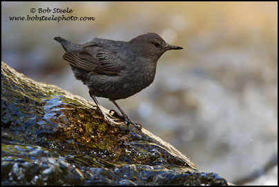 American Dipper (Cinclus mexicanus)