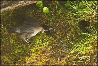 American Dipper (Cinclus mexicanus)