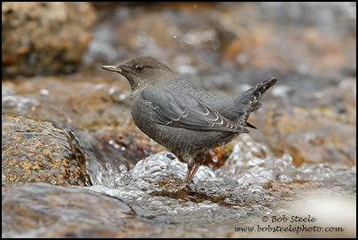 American Dipper (Cinclus mexicanus)