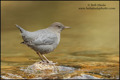 American Dipper (Cinclus mexicanus)